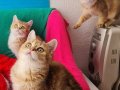 GOLDEN BRİTİSH SHORTHAİR YAVRULARIMIZ SİZLERİ BEKLİYOR 