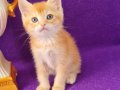 GOLDEN GOLD NY12 BRİTİSH SHORTHAİR YAVRUMUZ SİZLERİ BEKLİYOR