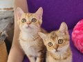 GOLDEN BRİTİSH SHORTHAİR YAVRULARIMIZ SİZLERİ BEKLİYOR 