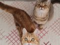 GOLDEN BRİTİSH SHORTHAİR YAVRULARIMIZ SİZLERİ BEKLİYOR 