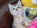 EFSANE KALİTEDE OYUNCU EVCİLMEN GOLDEN BRİTİSH SHORTHAİR 