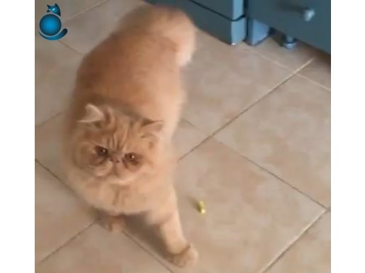 PERSİAN ERKEK KEDİM SİMBA YA PERSİAN EŞ ARIYORUM
