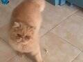 PERSİAN ERKEK KEDİM SİMBA YA PERSİAN EŞ ARIYORUM