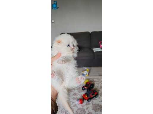 Red point scotish fold longhair 