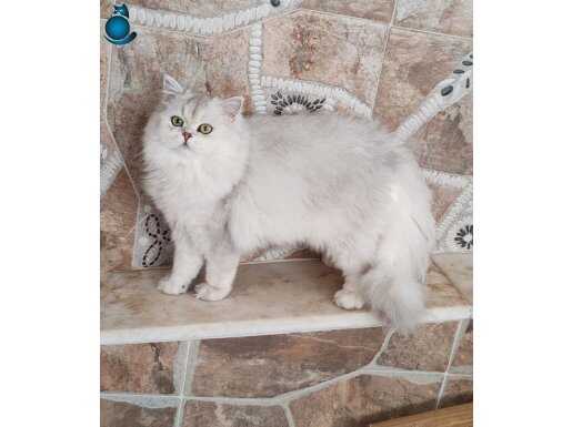 Silver ns11 shaded longhair 