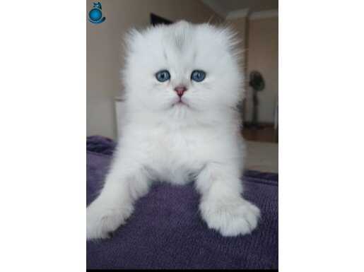 Silver sıfır kulak