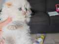 Red point scotish fold longhair 