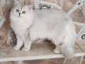 Silver ns11 shaded longhair 