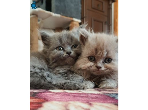 LONGHAİR YAVRULAR UYGUN