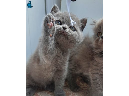 BEYAZ VE GRİ BRİTİSH YAVRULAR