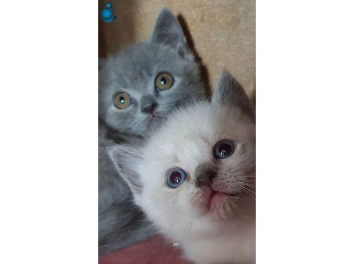 BLUE POİNT MAVİ GÖZLÜ YAVRULAR