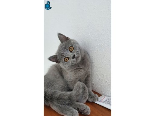 ÇOK TATLIYIM BENİ ALSANA NOOLUR