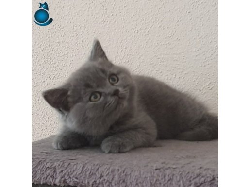 2 AYLIK ORJİNAL BRİTİSH SHORTHAİR YAVRULAR