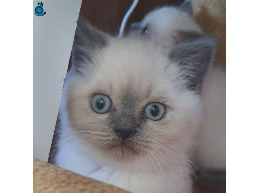 2 aylık british orijinal yavrular