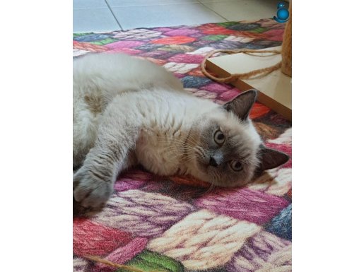7 aylık erkek orjinal blue point