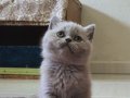 ÇOK ÇİRKİN VE SEVİMSİZ YAVRULAR