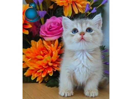 British Shorthair Golden ay11 