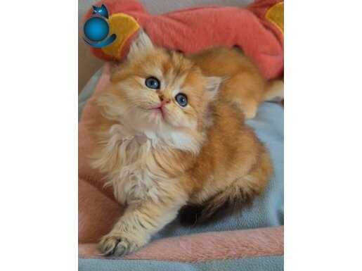British Longhair Golden Dişi 