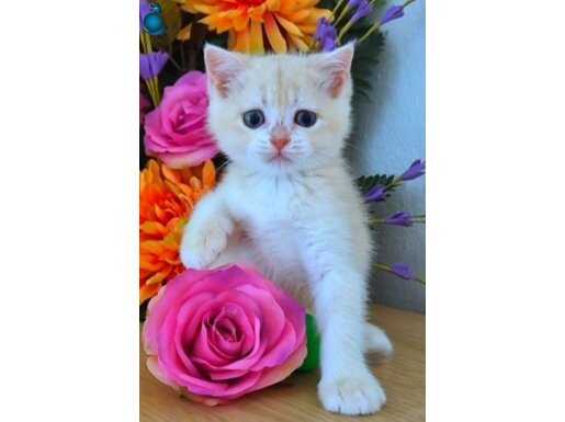 British Shorthair Golden cy12