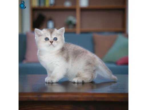 British Shorthair Silver ve Silver point yavrular