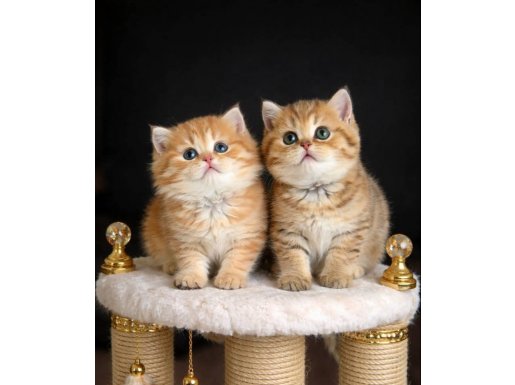 Portakal Golden British shorthair 