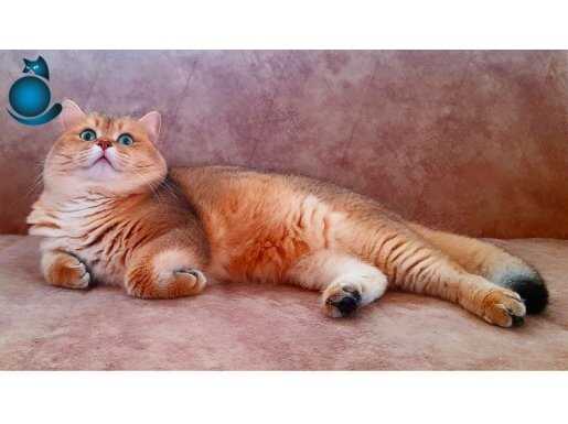 British Shorthair Golden Ny11 Erkek 