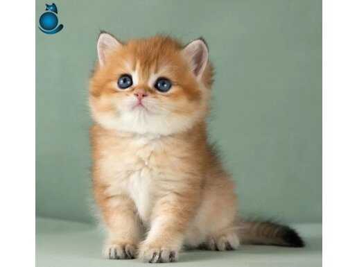 Orijinal Irk Garantili British Shorthair Golden 