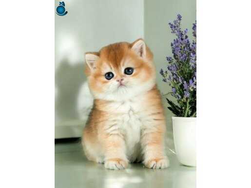 Mükemmel Kalite British Shorthair Golden Bebekler 