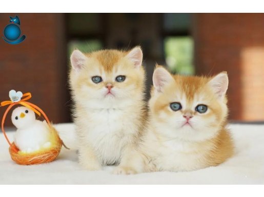 Lisanslı Üretim Evinden British Shorthair Golden Bebekler 