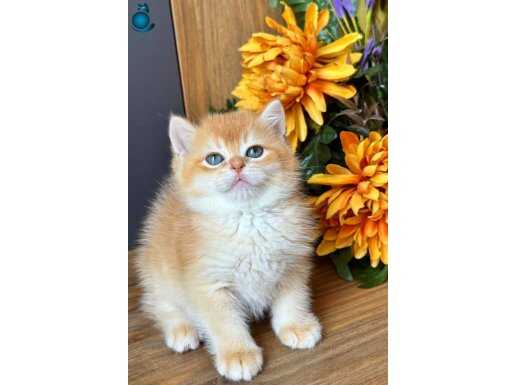Show kalite British Shorthair Golden Bebekler 