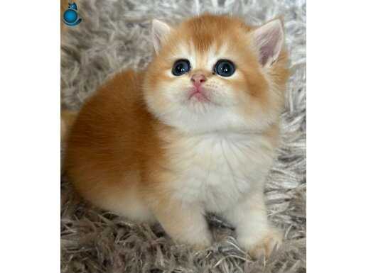 British Shorthair ve Longhair Golden Yavrular