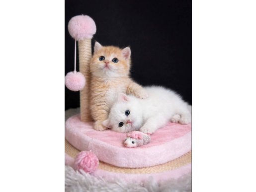 British Shorthair Golden Bebekler 