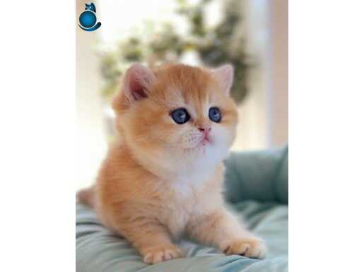 British Shorthair Golden ny12,by12,ny11