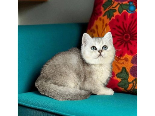 British Shorthair Silver yavrular