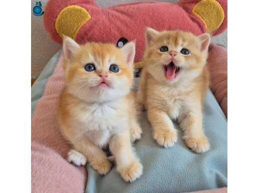 British shorthair ve longhair Golden Yavrular
