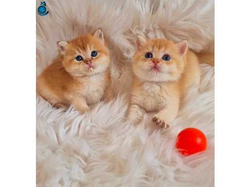 British Shorthair Golden by12,ny12 yavrular 