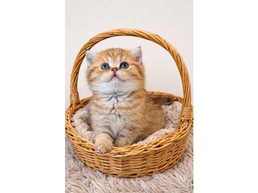 British Shorthair Golden Yavrular