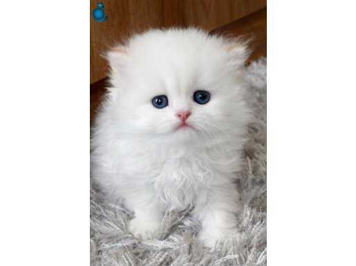 British Longhair Golden Point 