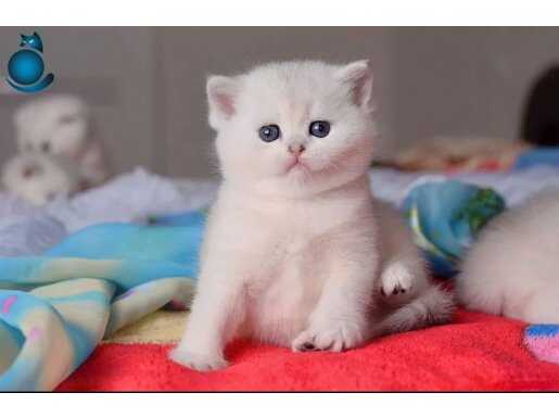 British Shorthair Silver ve Silver point