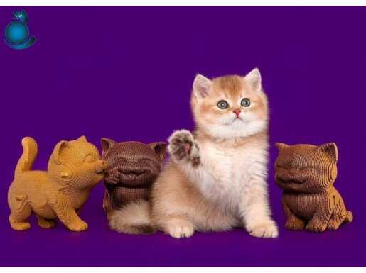 Lisanslı Üretim Evinden British Shorthair Golden 
