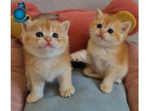Lisanslı Üreticiden British Shorthair Golden Bebekler 