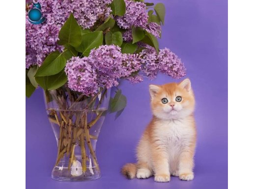Show kalite golden bebekler 