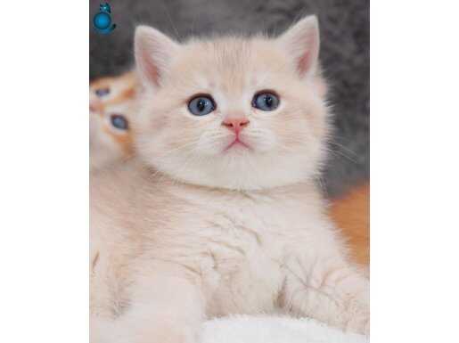 Show kalite British Shorthair Golden cy12
