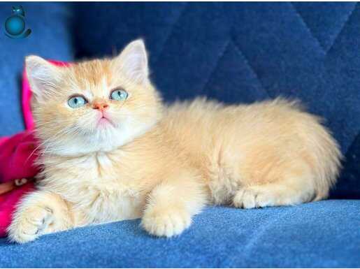 Show kalite British Shorthair Golden
