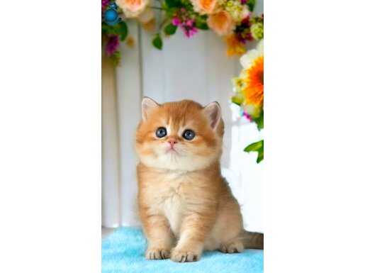 Show kalite British Shorthair Golden Bebekler 