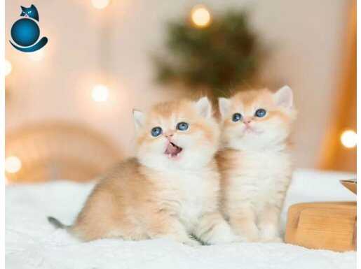 British Shorthair Golden Bebekler 