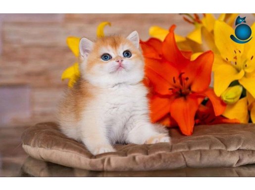 Lisanslı Üretim Evinden British Shorthair Golden 