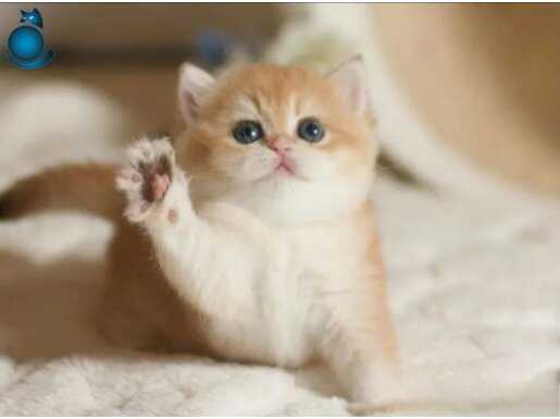 Show Kalite British Shorthair Golden Bebekler 