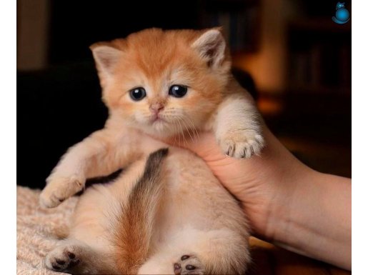 British shorthair golden ny12