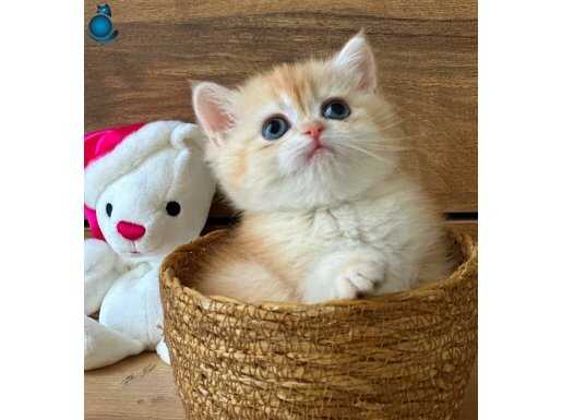 Portakal Renginde British Shorthair Golden ny12